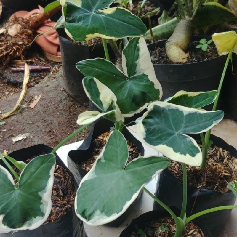 Tanaman Hias caladium kantong semar - keladi kantong semar