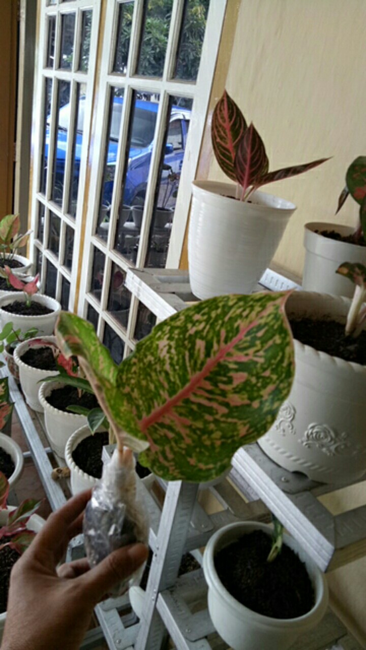Aglonema Big Papa