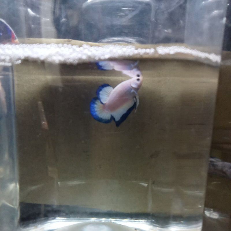 ikan cupang semua jenis