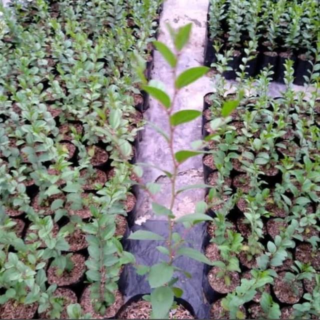 Tanaman hias bidara arab - pohon bidara -Tanaman hidup bunga murah-kembang hidup asli-bunga hidup ca