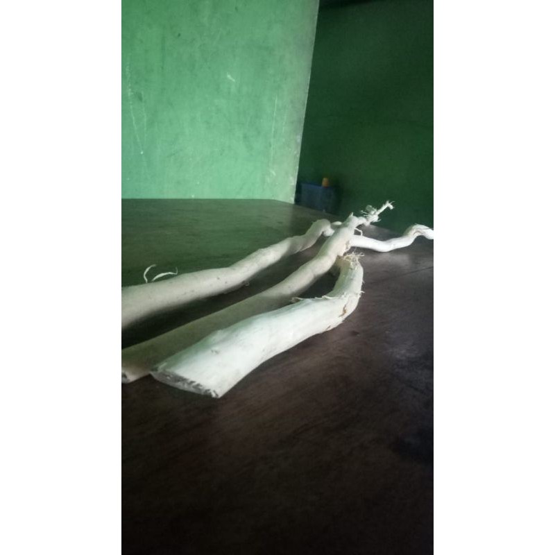 akar pasak bumi batangan netto 1 kg