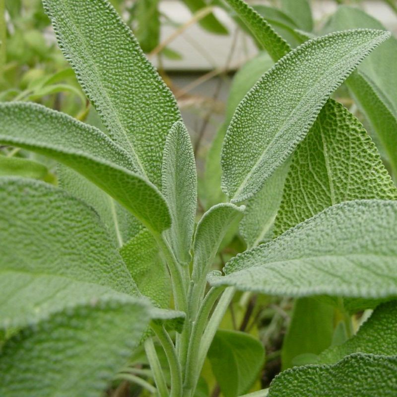 Benih SAGE COMMON herb Salvia officinalis import premium isi 1 biji