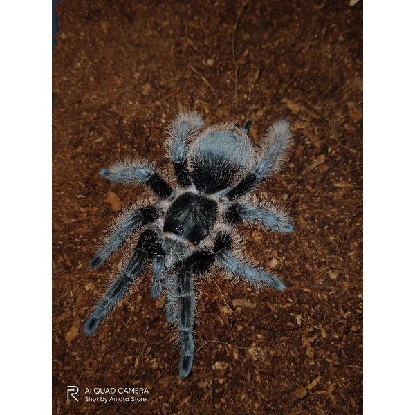 Tliltocatl Albopilosus ex Brachypelma Albopilosum