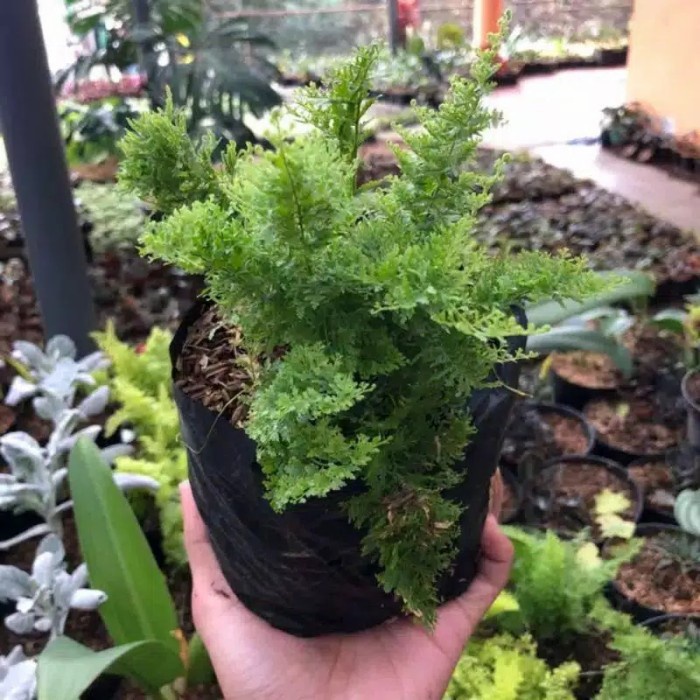 Tanaman hias hidup pakis embun - tanaman hias hidup