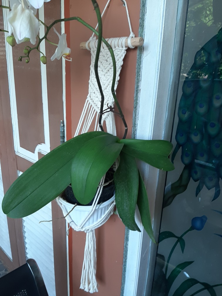 Macrame / Plants Hunger /wall Hinging /gantungan Pot / Wall Decor /hiasan Dinding