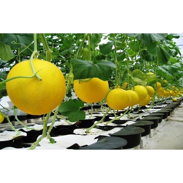 BENIH MELON ACTION 434 15 GRAM +-550 BIJI