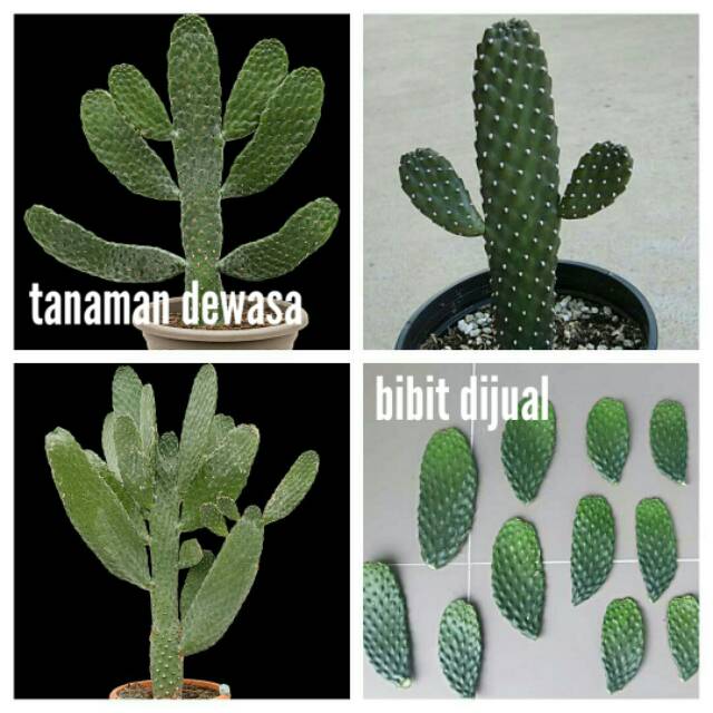 Kaktus opuntia consolea tanaman hias sukulen cacti cactus tanaman indoor outdor bibit bunga murah