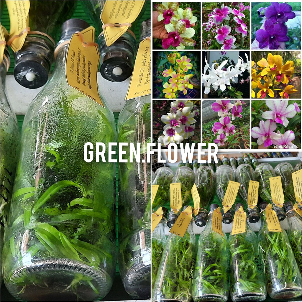 Bibit anggrek dendrobium dalam botol
