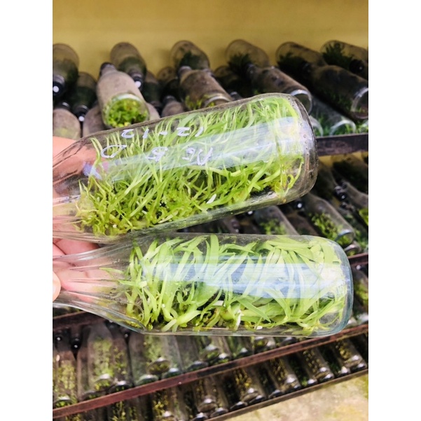 Bibit botolan anggrek gramma scriptum / anggrek macan