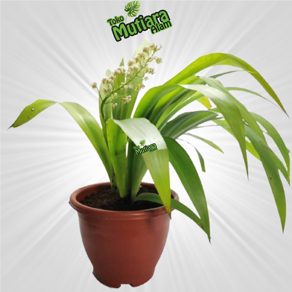 Xiphidium Caeruleum Anggrek dewasa mutiara alam