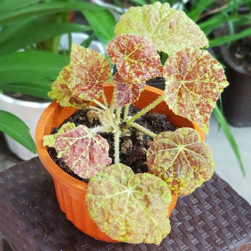 Tanaman Hias Begonia Marmaduke/Tanaman Bunga Hias Begonia Totol Kuning/Begonia Macan