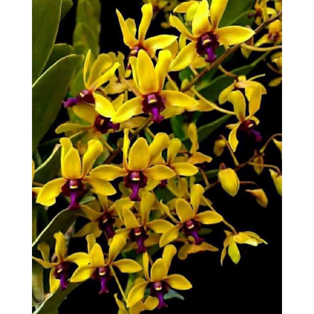 Dewasa Dendrobium black spider x besi