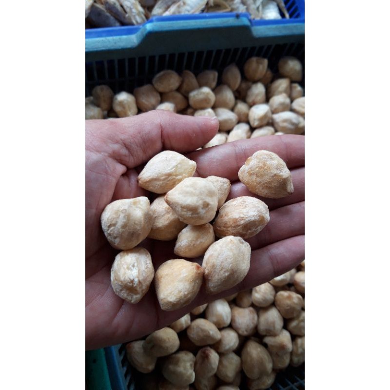 

biji kemiri bulat