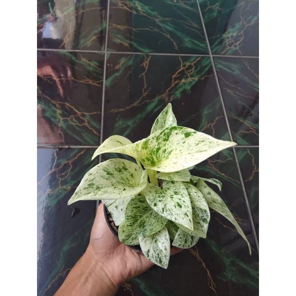 epipremnum aureum marble