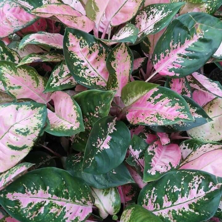 aglonema kocin / tanaman hias aglonema kocin