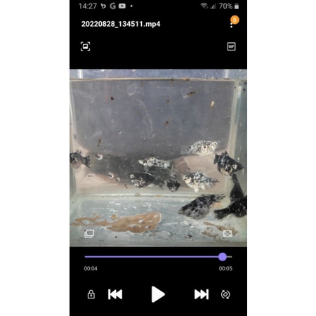 Ikan Molly Balon Indukan Size M