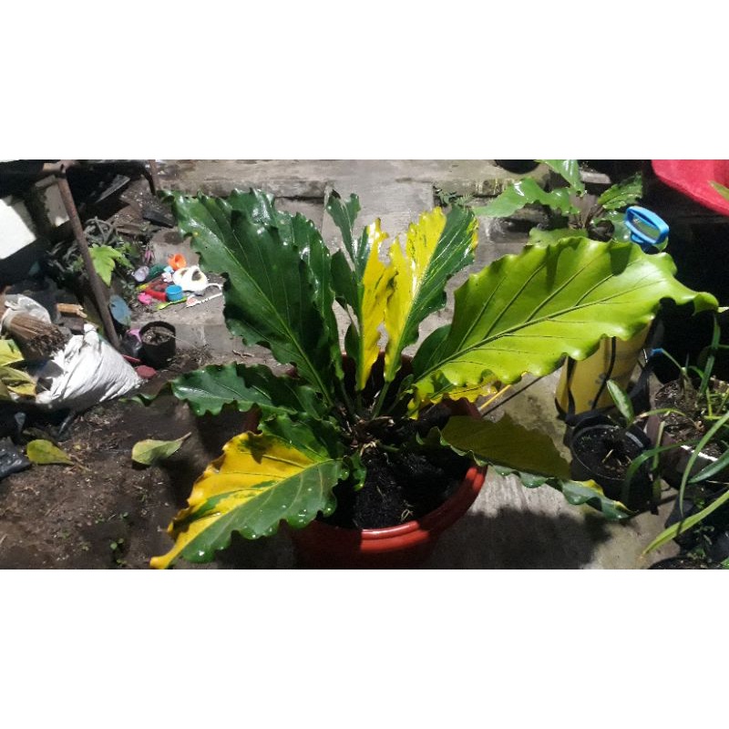 Gelombang Cinta Varigata