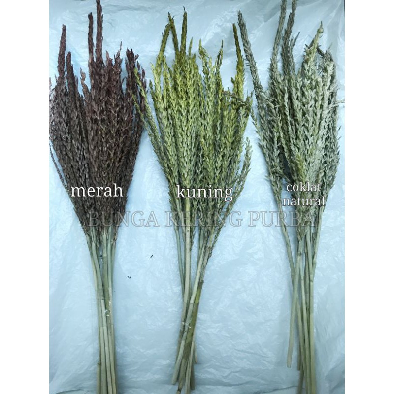 bunga kering / bunga jagung / bunga rustic / bunga kering dekorasi