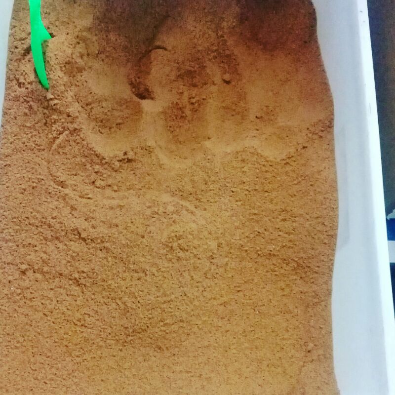 

1KG Gula Aren bubuk palm suiker palm sugar non label