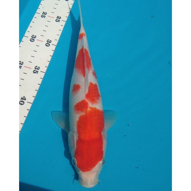 ikan koi blitar jenis kohaku SQ 28cm