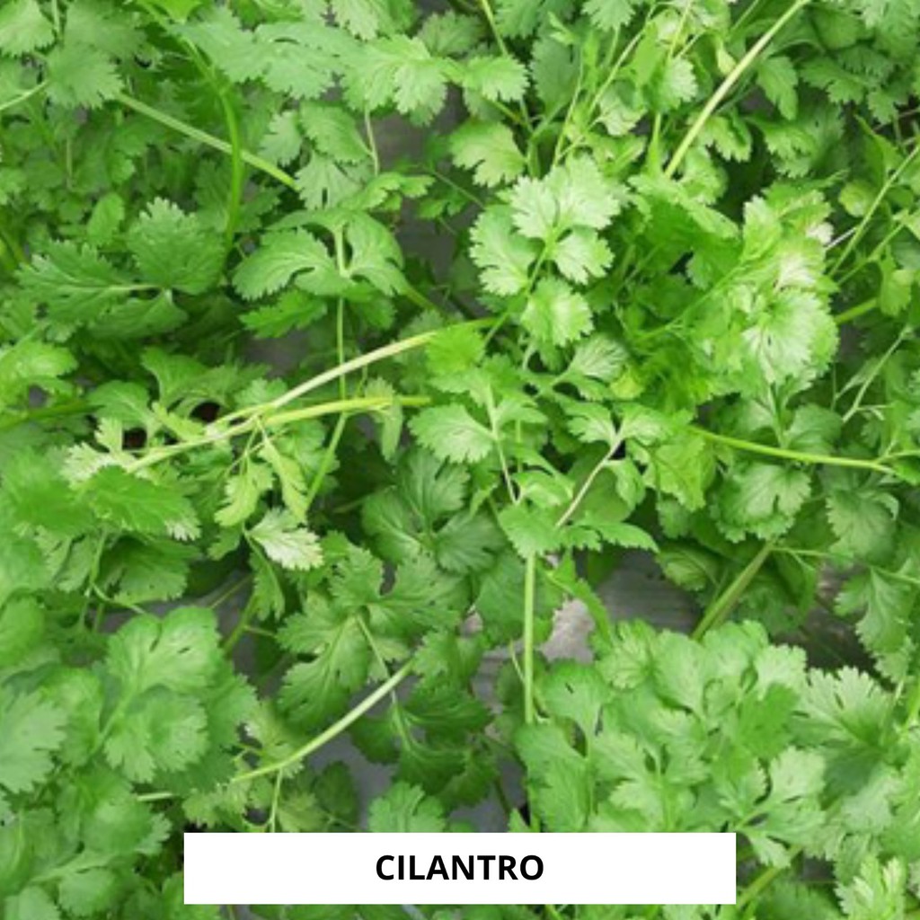 

Daun Ketumbar / Cilantro 150gr