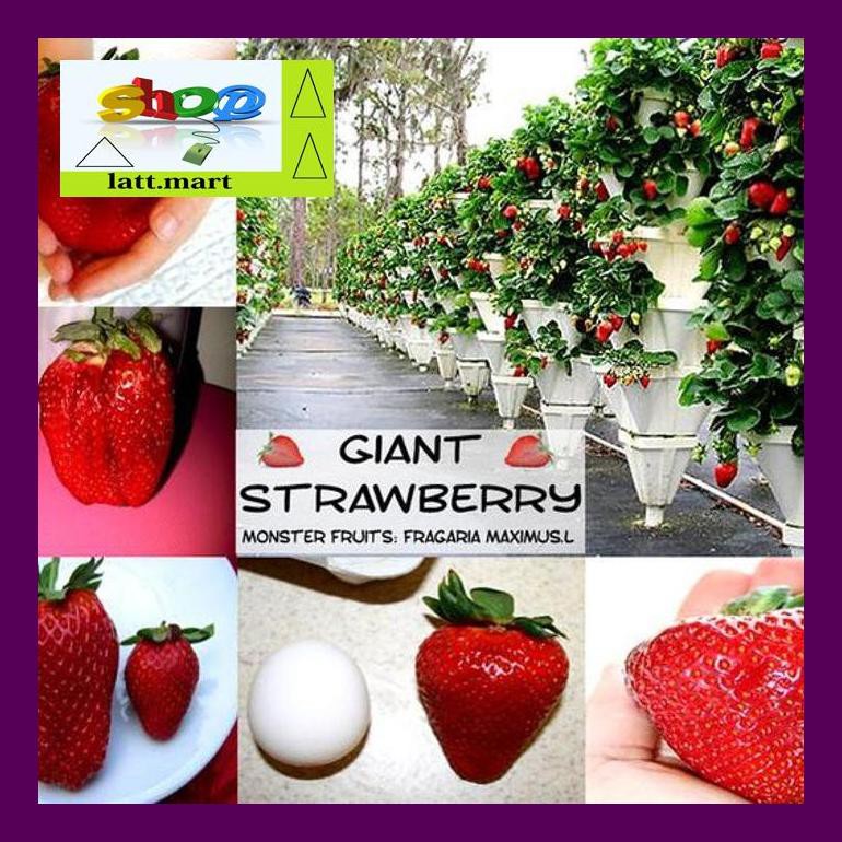 

Hadul Bibit / Benih / Seeds Fruit Strawberry Giant Biji Buah Strawberi Uula0F4H4