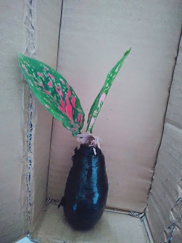 Tanaman Hias Aglonema Venus