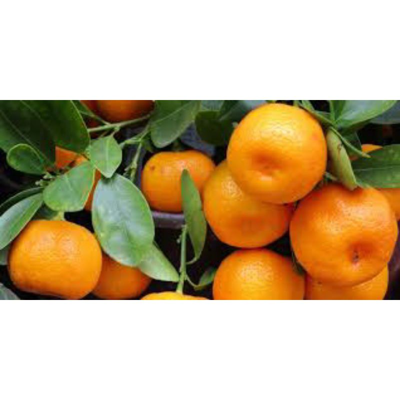 bibit jeruk mandarin hasil okulasi cepat rimbun genjah