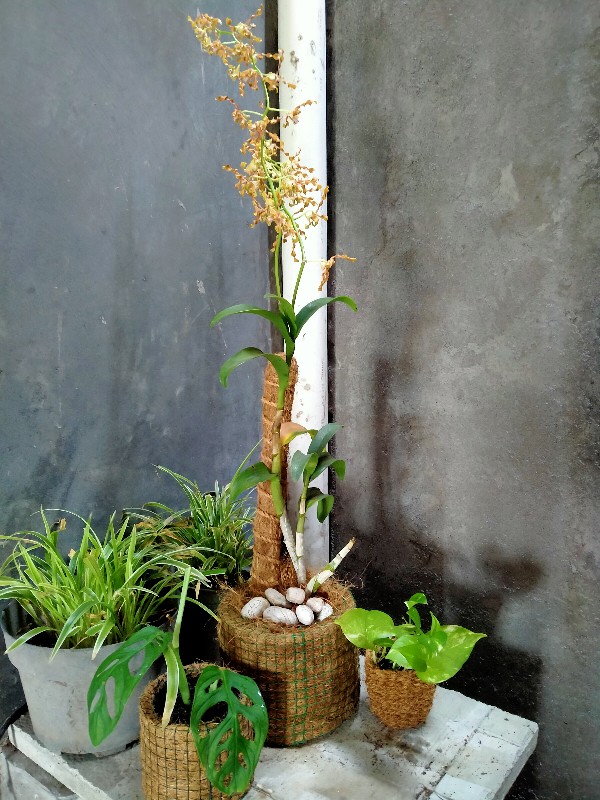 Pot Sabut Kelapa Bulat Diameter 20 Cm Unik Klasik