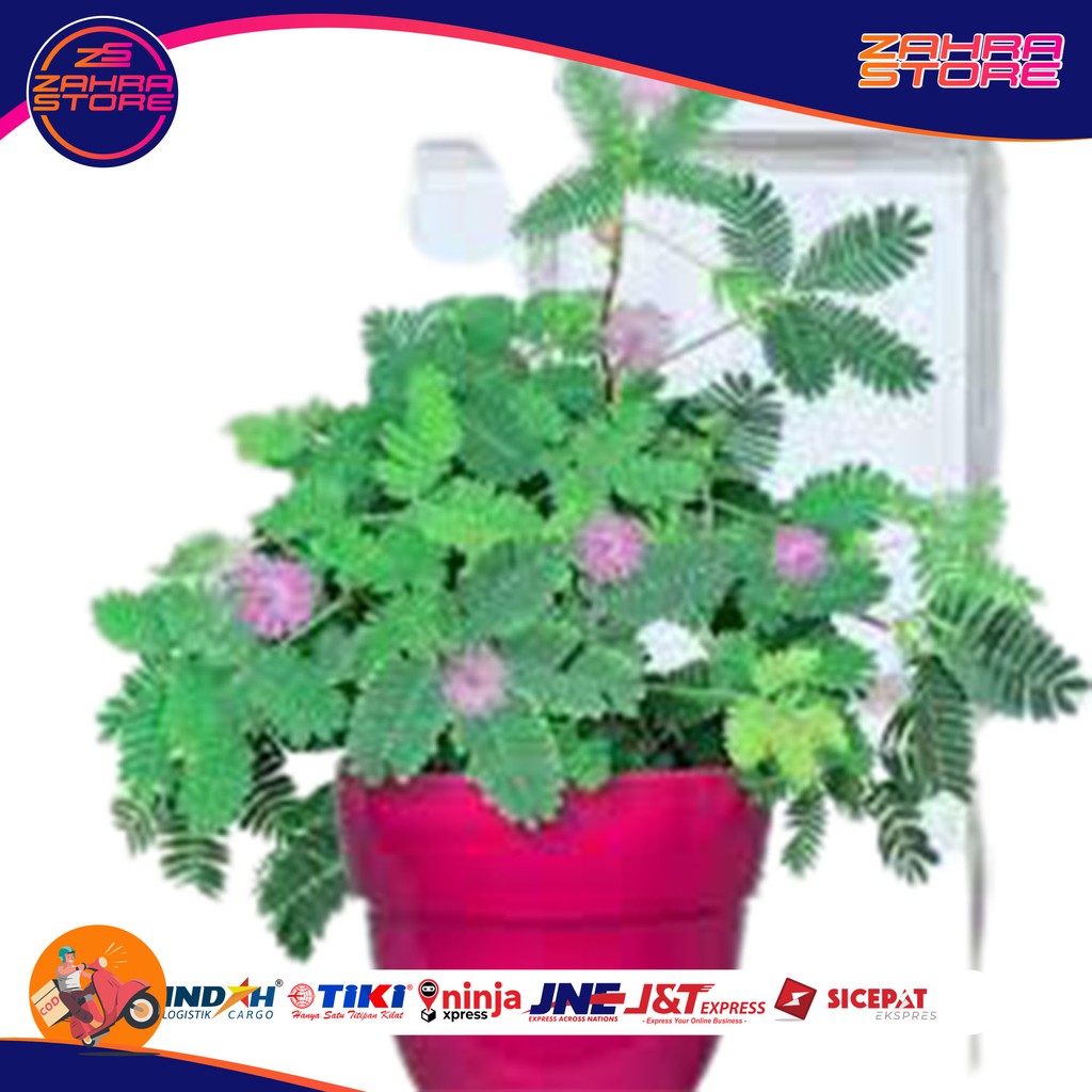 

DAUN PUTRI MALU 1KG