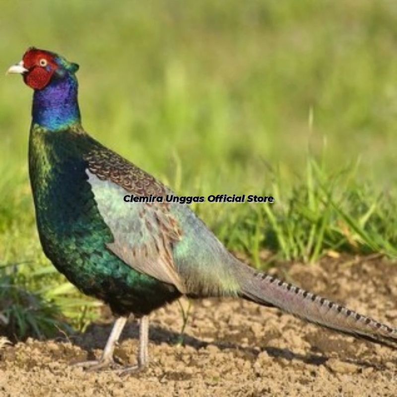 Anakan Ayam Ringneck Green Pheasant / Ringneck Hijau / Ayam Hias China