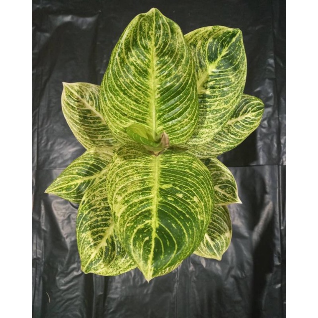 Bonggol aglonema asri white