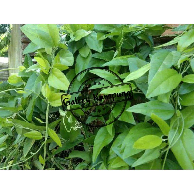 STEK POHON DAUN CINCAU HIJAU RAMBAT