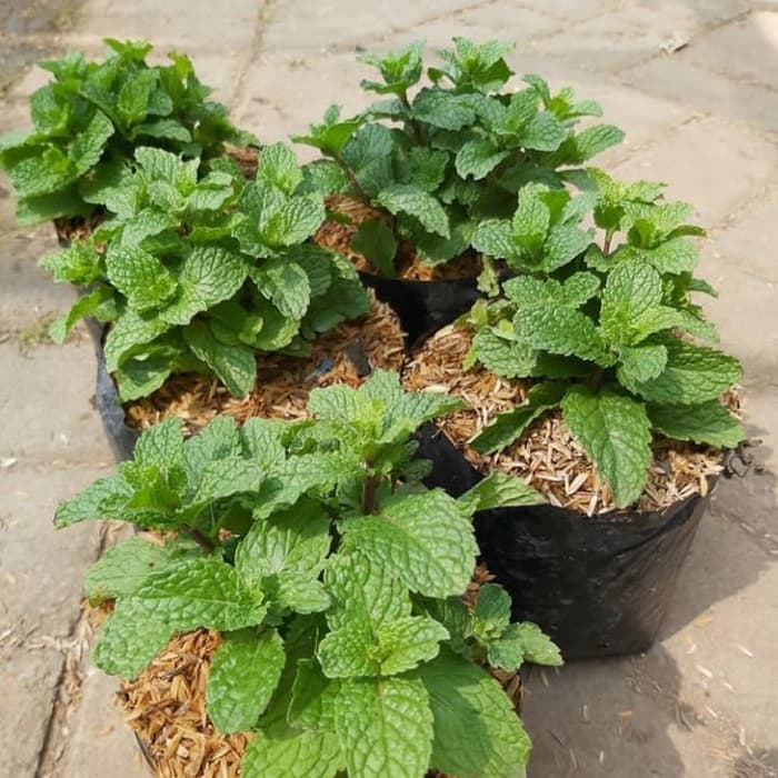 tanaman herbal daun mint - tanaman hias daun mint - daun mint