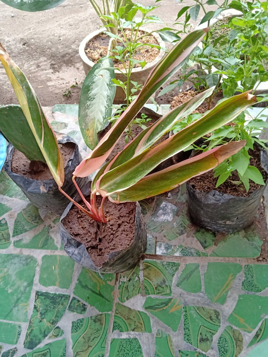 Aglonema Murah Warna Pink