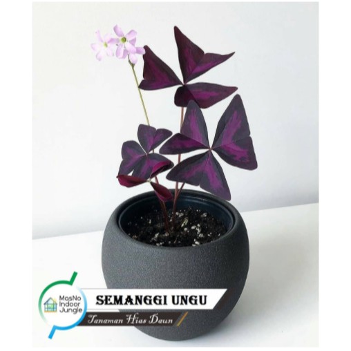 Tanaman Hias Semanggi Ungu - Kupu kupu Ungu - bibit tanaman hias indoor False Shamrock