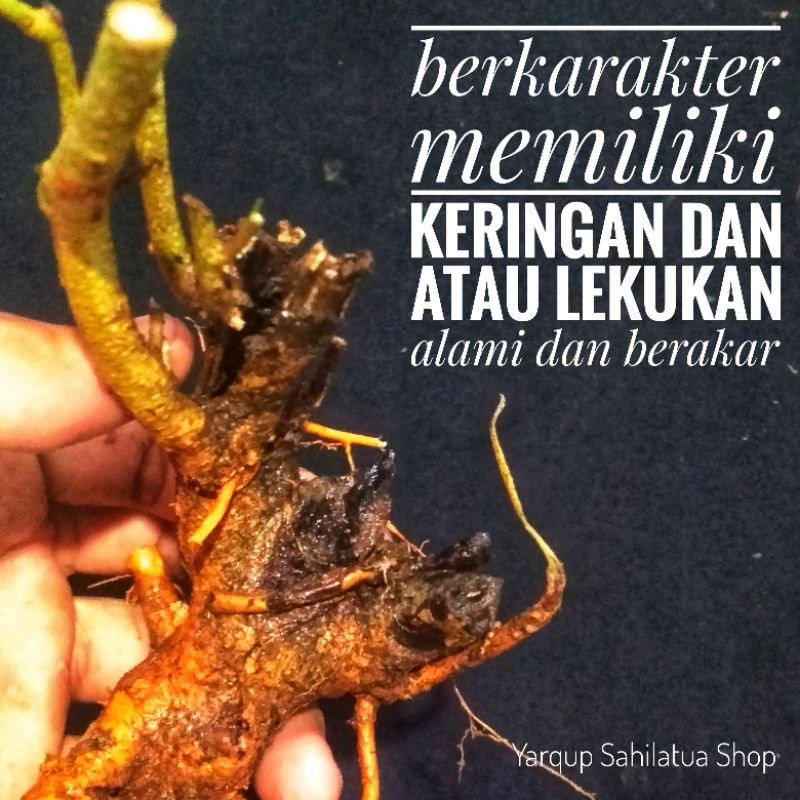 Pohon Sisir / Kaliage - ( BERKARAKTER ) Bahan Bonsai Mame / Small