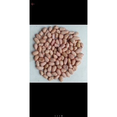 biji kacang, benih kacang, bibit kacang tanah super 500 gr