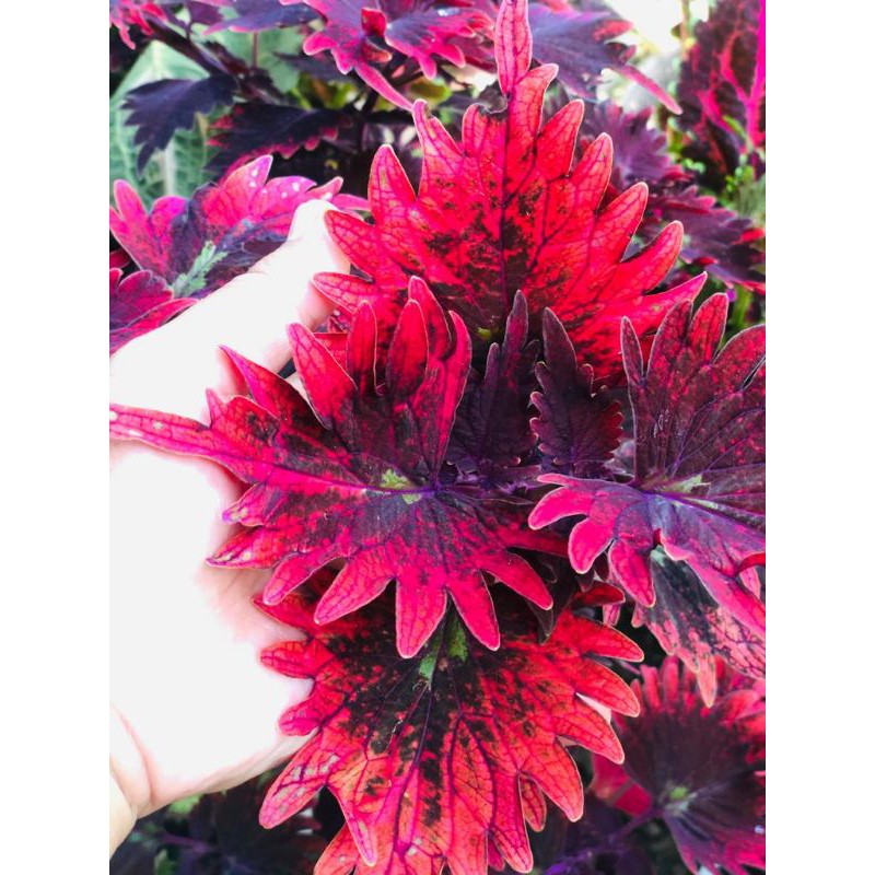 Miana_premium/jawerkotok/coleus