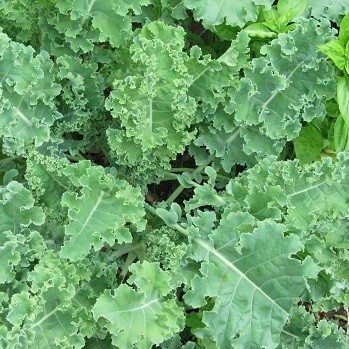 Benih Bibit Repack Kale Dwarf Siberian Murah