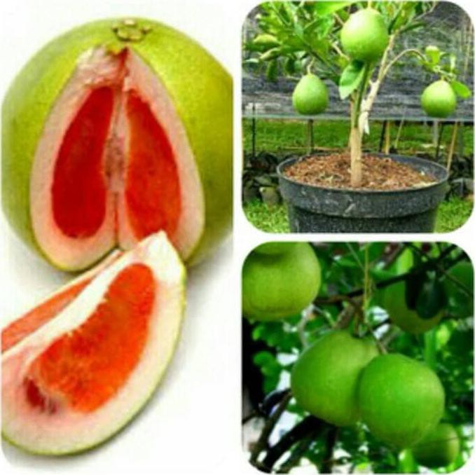 U* Jeruk Bali Pamelo/ Pamelo Bali Madu Kw Asli