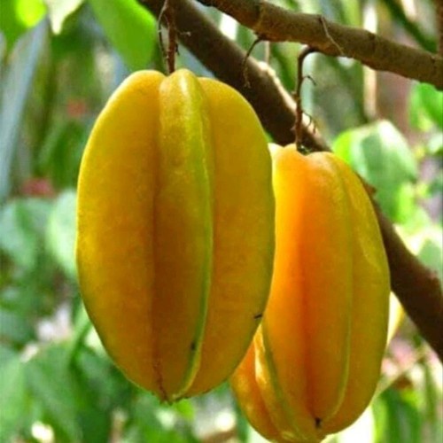 

Blimbing buah segar