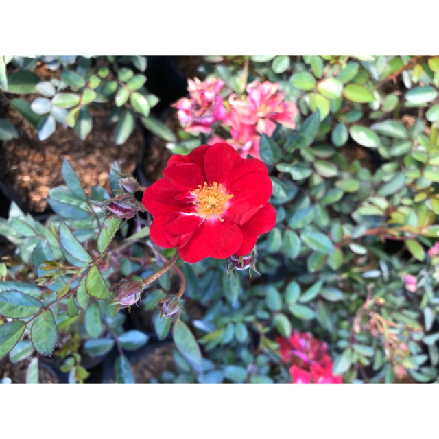 Paket bibit 4 mawar rambat