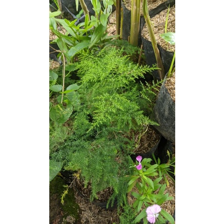 Asparaga REAL PICT - tanaman daun - suplier daun