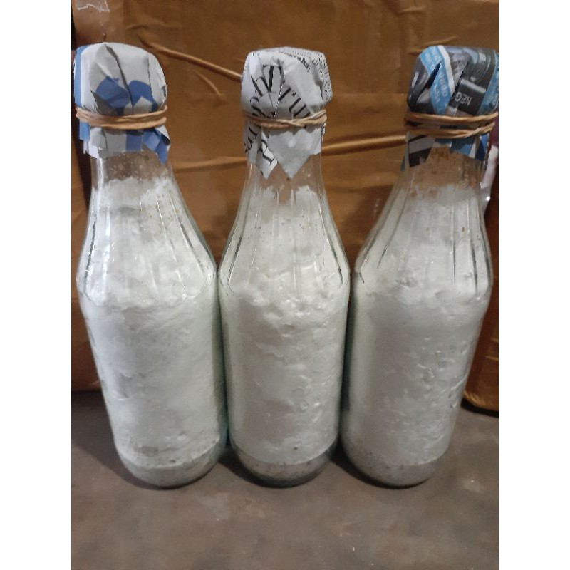 bibit jamur f2 termurah