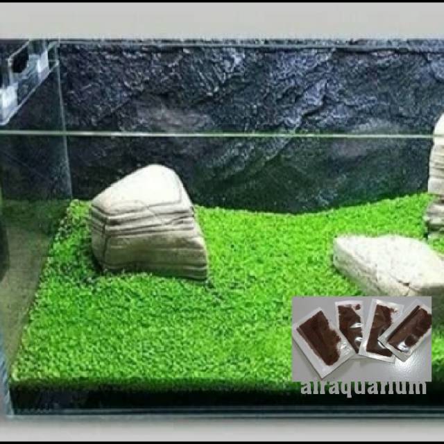 BIBIT BENIH CARPET  SEED  MINI DWARF AQUASCAPE Shopee 