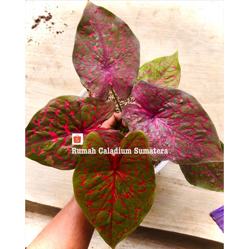 Caladium hias Leopard Remaja,bibit Caladium Murah thailand ,Keladi hias