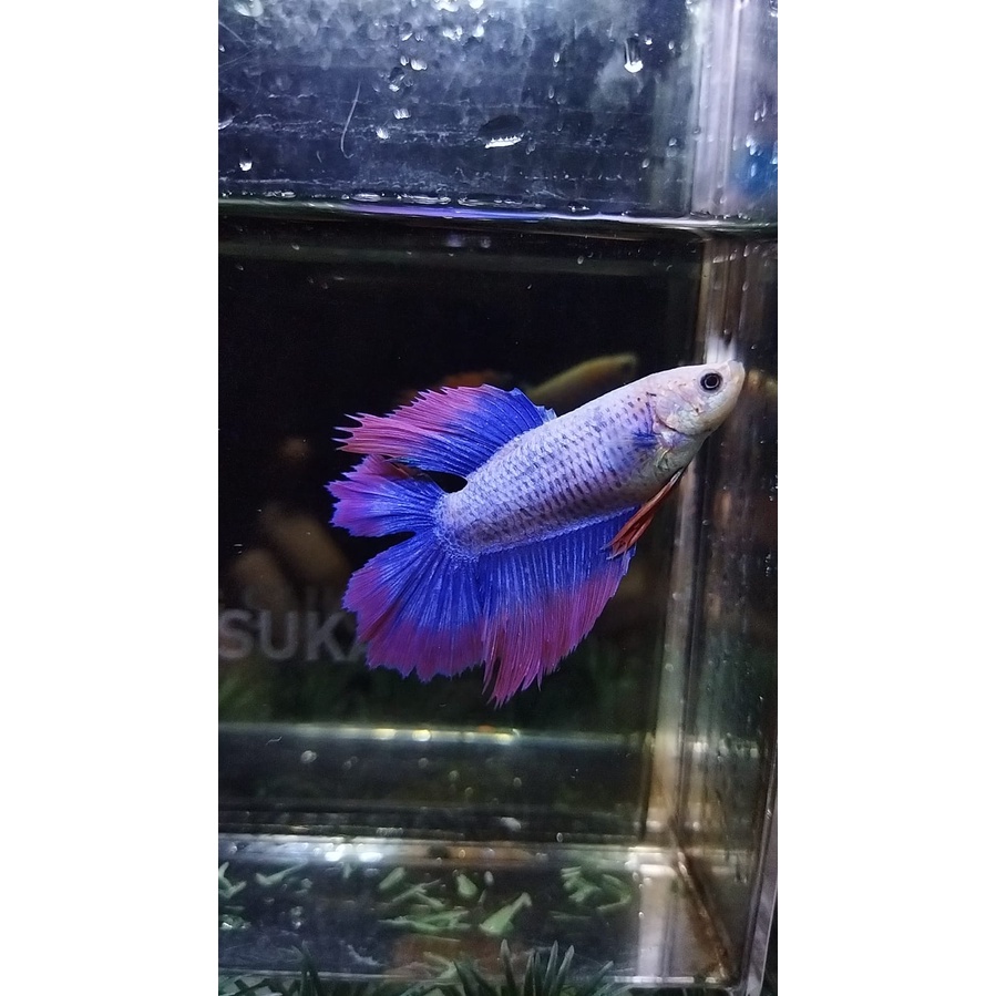 CUPANG BETINA/FEMALE HMDT MASCOT SIZE INDUKAN VIRGIN 100% REALPICT (77FHMDT1)