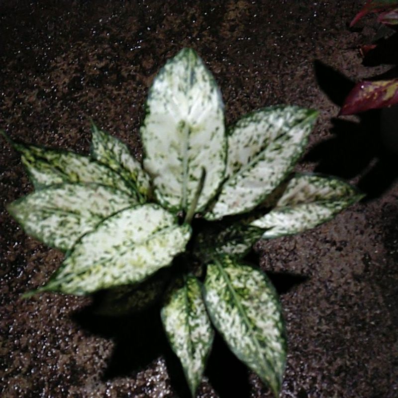 Siam Paragon indukan