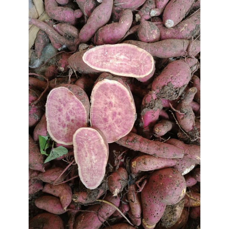 

UMBI UNGGU ATAU GANOLA MANIS 1 KG